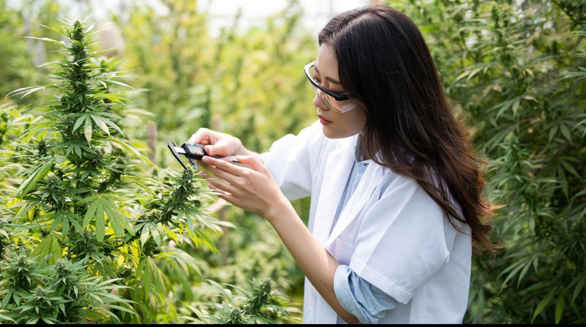 Team member checking plants as part of Friendly Farms quality testing
