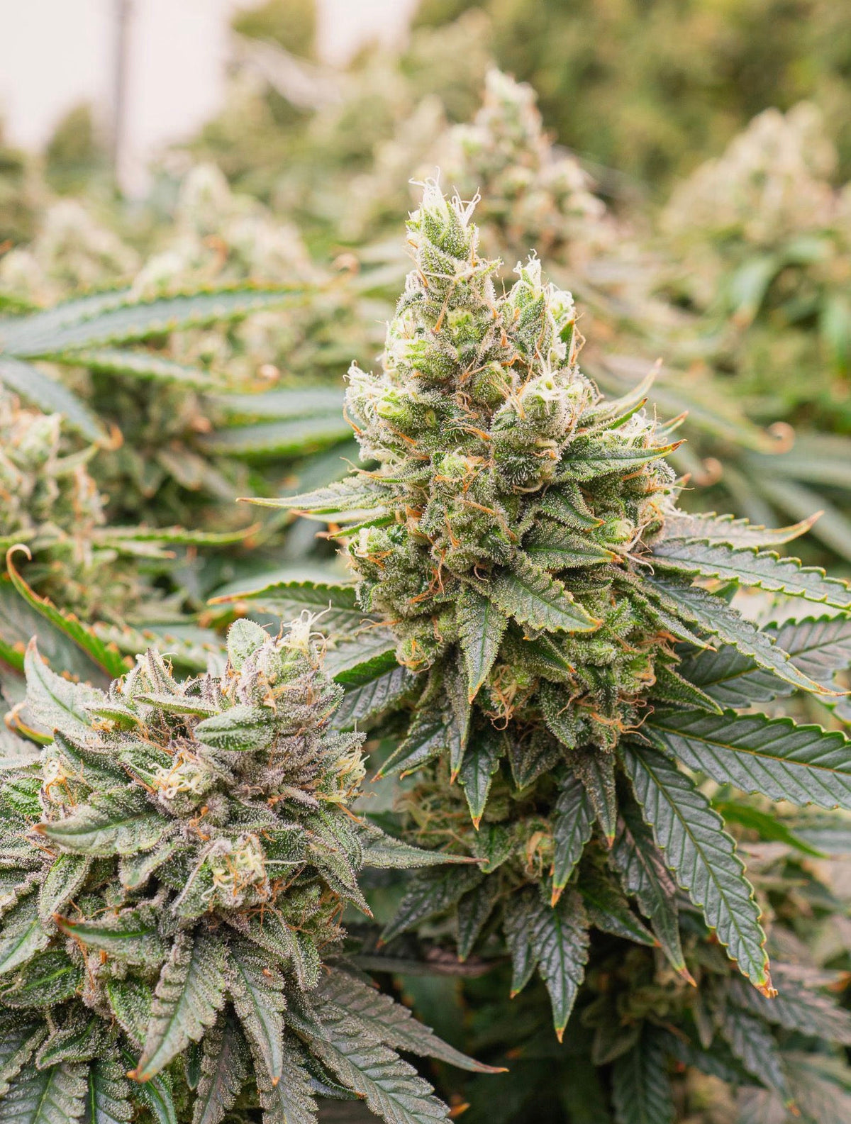 Close-up of a frosty THCA flower bud grown at Friendly Farms