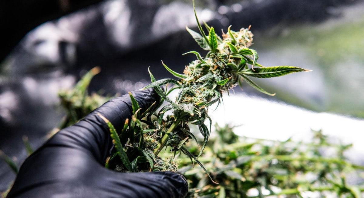 Grower inspecting a premium THCA flower bud by hand