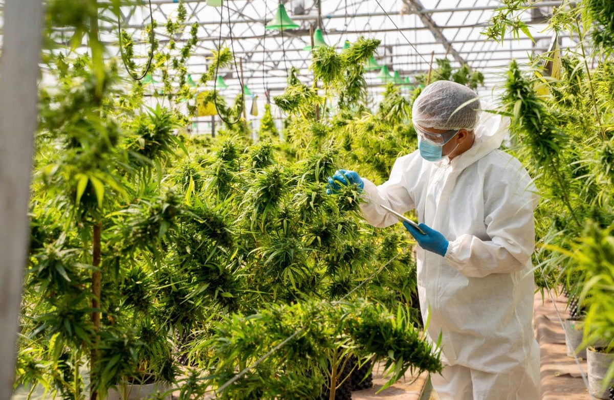 Hemp THCA cultivation inside the Friendly Farms greenhouse