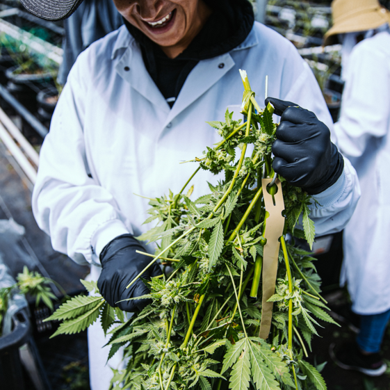 Harvesting THCA flower by hand before packing and shipping