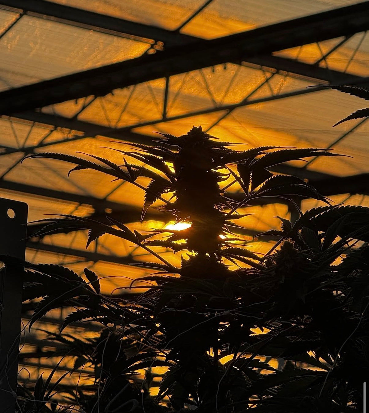 Friendly Farms greenhouse at sunset