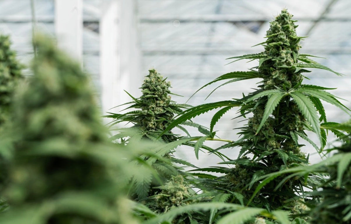 Mature cannabis plants in the Friendly Farms greenhouse