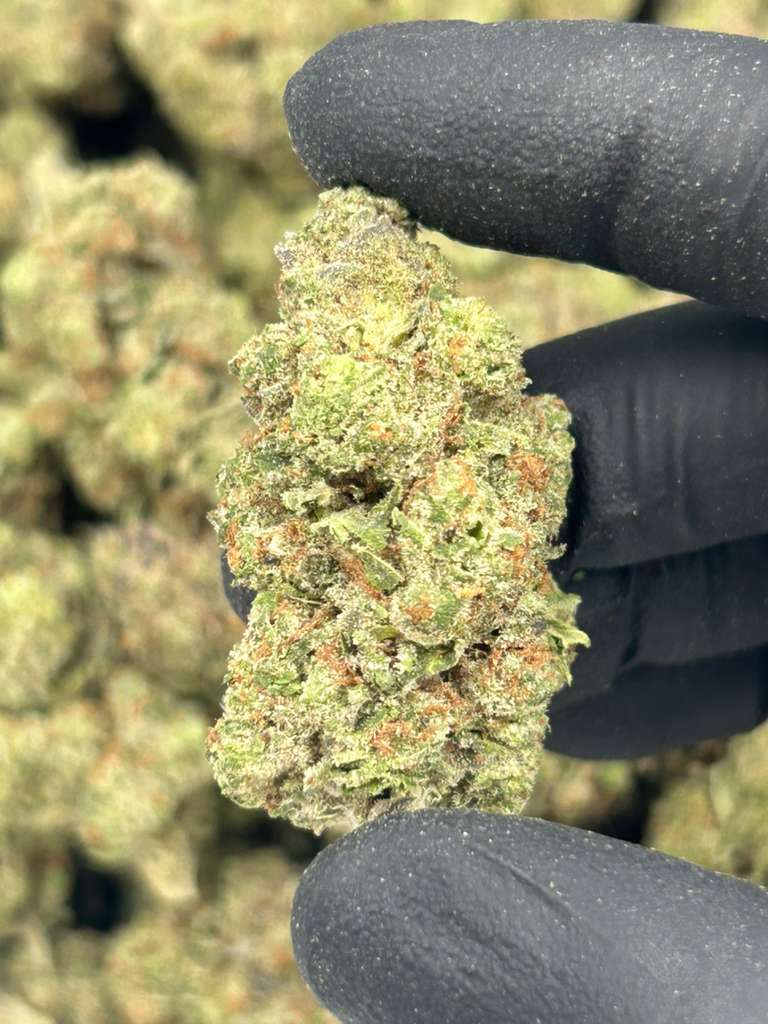 Master Kush