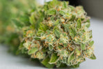 Top Shelf